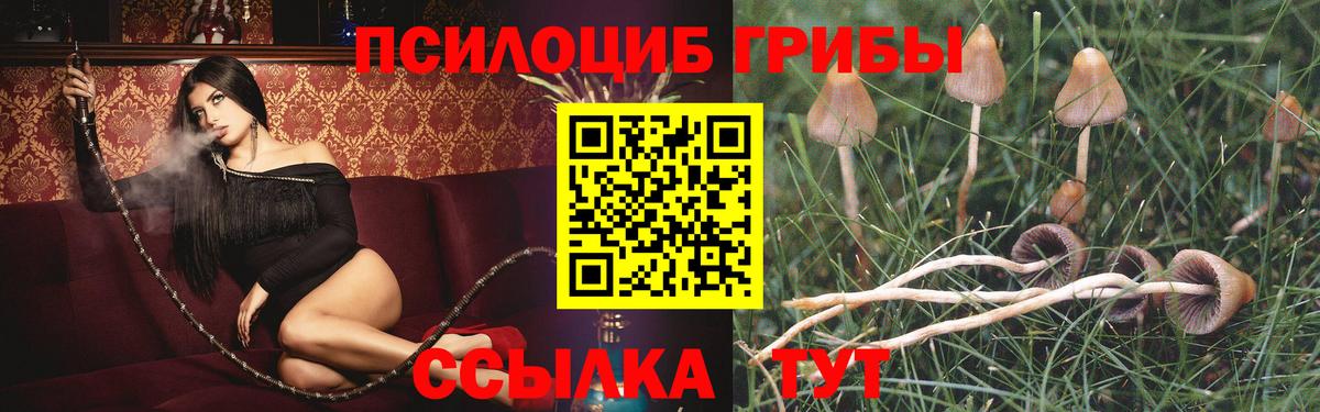 Славгород  Псилоцибиновые грибы GOLDEN TEACHER  Вход с VPN  Псилоцибиновые грибы GOLDEN TEACHER 